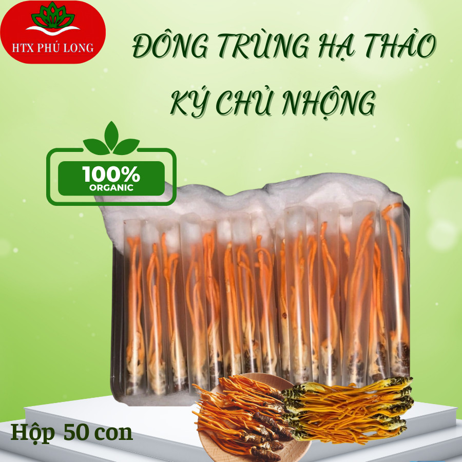 Đông Trùng Hạ Thảo Ký Chủ Nhộng (Hộp 50 Con)