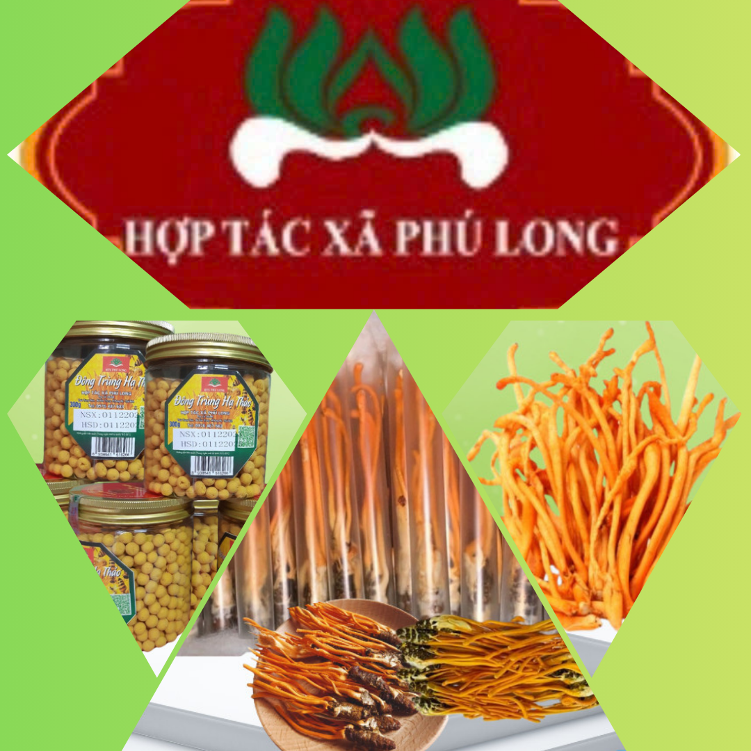 "HOT"COMBO Đông Trùng Hạ Thảo (X5)