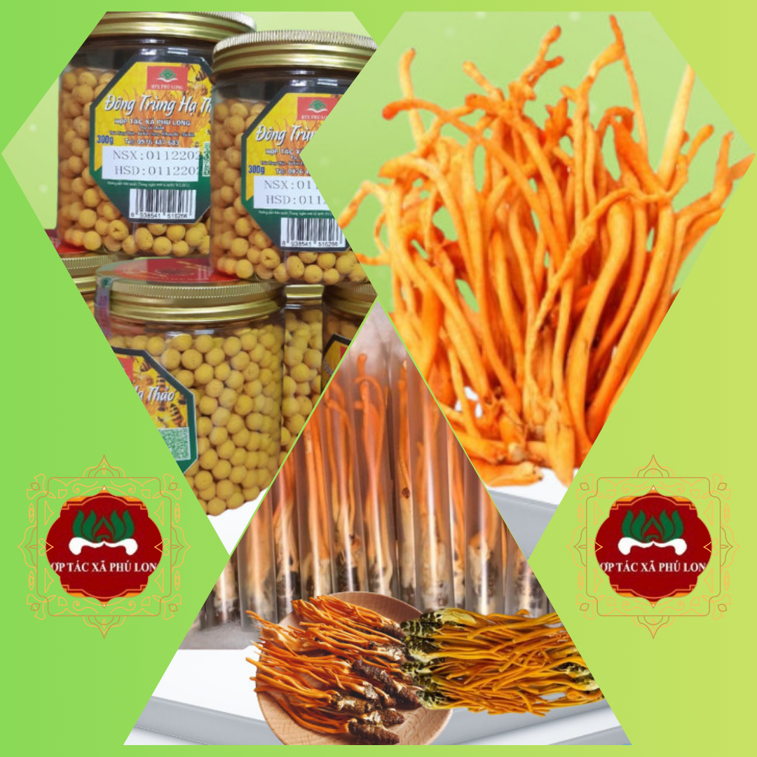 "HOT"COMBO Đông Trùng Hạ Thảo (X15)